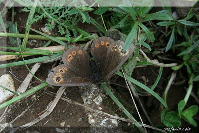 Erebia medusa?